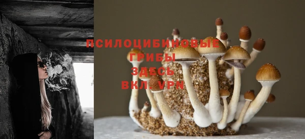 ПСИЛОЦИБИНОВЫЕ ГРИБЫ Алексин